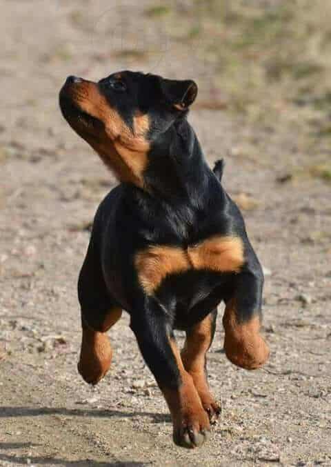 Rottweilers Are Flying Dogs