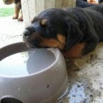 feeding your Rottweiler puppies