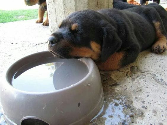 Rottweilers Sleeping