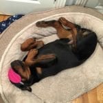 rottweiler-dog-sleep-1