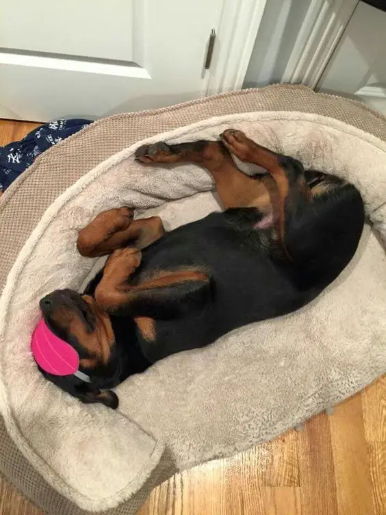 15+ Rottweilers Sleeping In Weird Positions 2 Rottweilers Sleeping