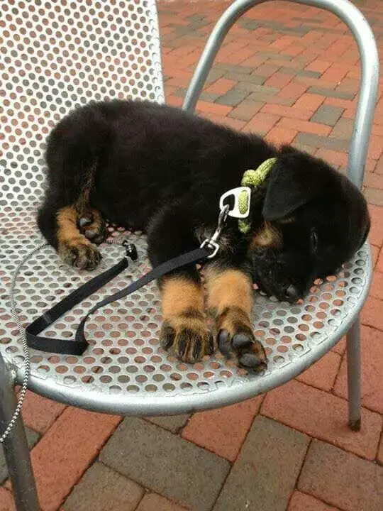 Rottweilers Sleeping