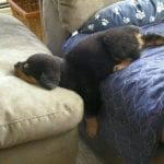 rottweiler-dog-sleep-11