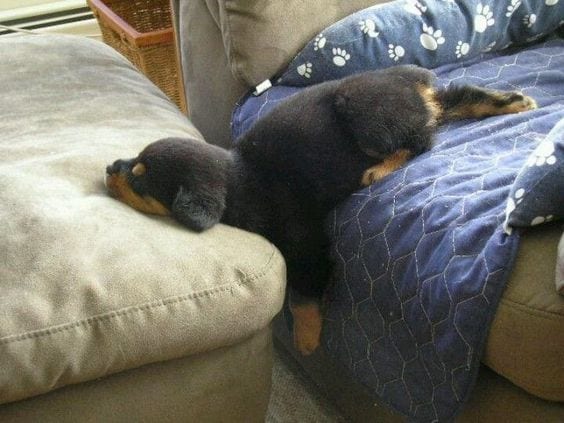 Rottweilers Sleeping