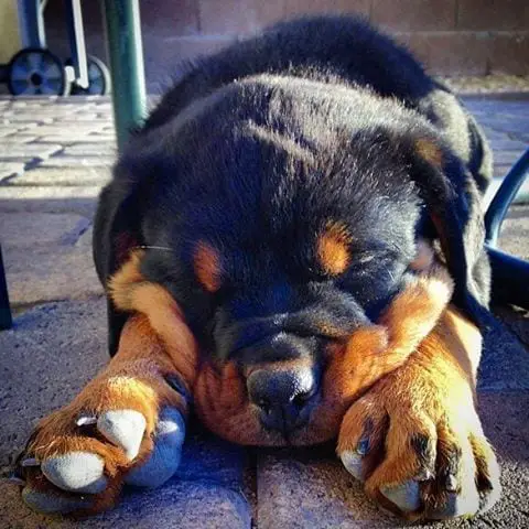 Rottweilers Sleeping