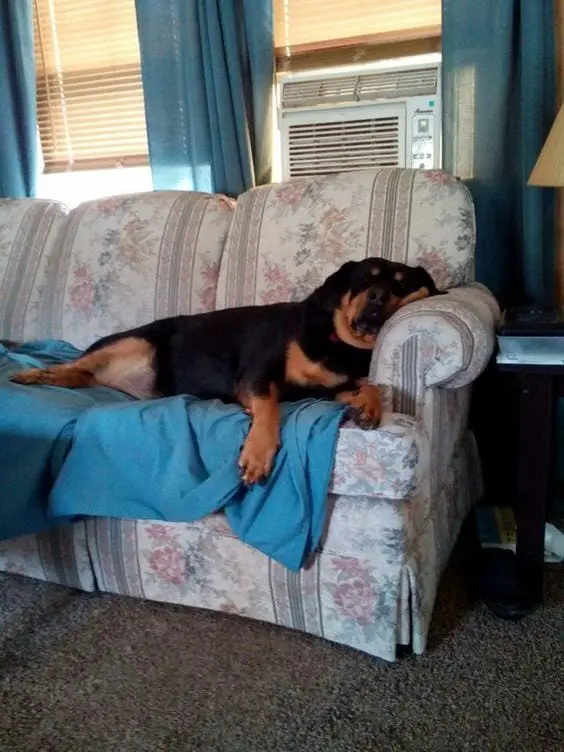 Rottweilers Sleeping