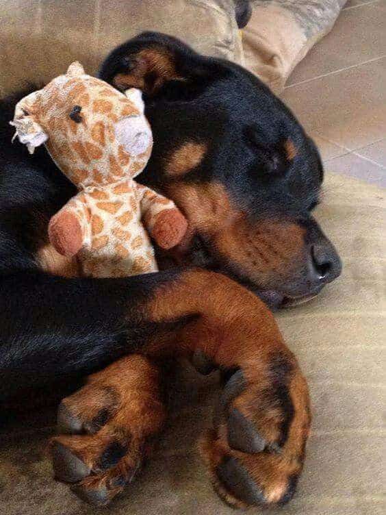 Rottweilers Sleeping