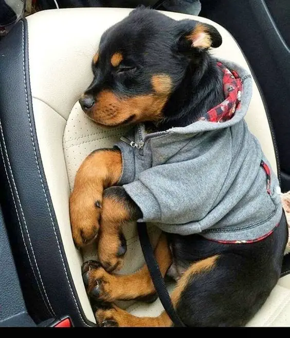 Rottweilers Sleeping