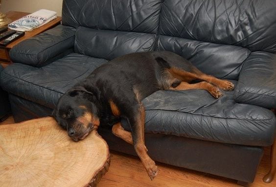 Rottweilers Sleeping