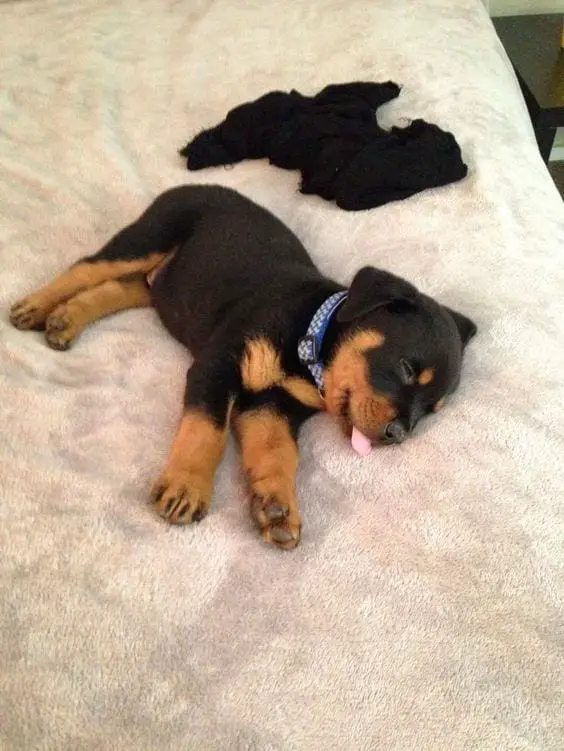 Rottweilers Sleeping