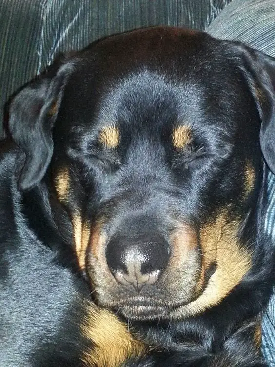 Rottweilers Sleeping