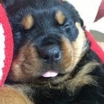rottweiler-dog-sleep-6-1