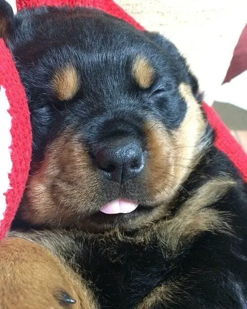 Rottweilers Sleeping