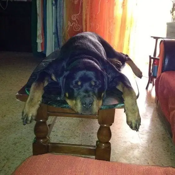 15+ Rottweilers Sleeping In Weird Positions 4 Rottweilers Sleeping
