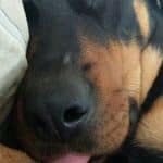 rottweiler-dog-sleep-9