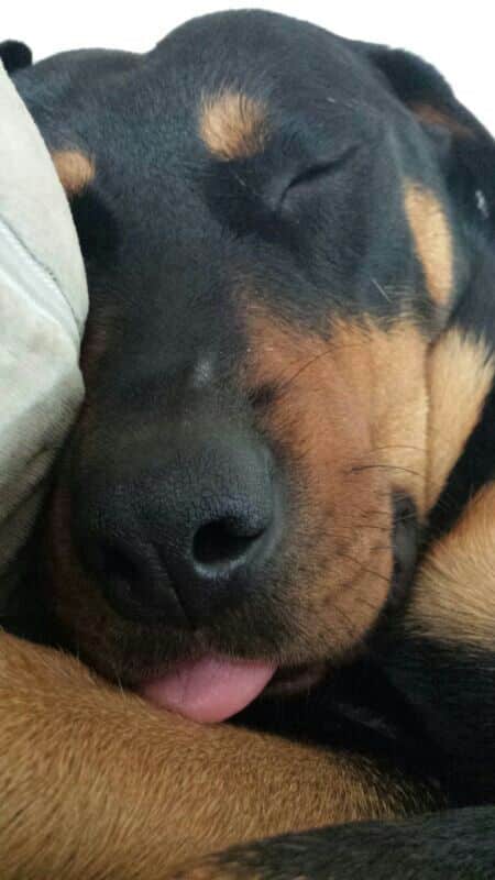 Rottweilers Sleeping