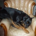 rottweiler-dog-sleeping
