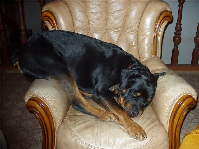 19 Reasons Why Rottweilers Can Change Your Life 3 Rottweilers Can Change Your Life