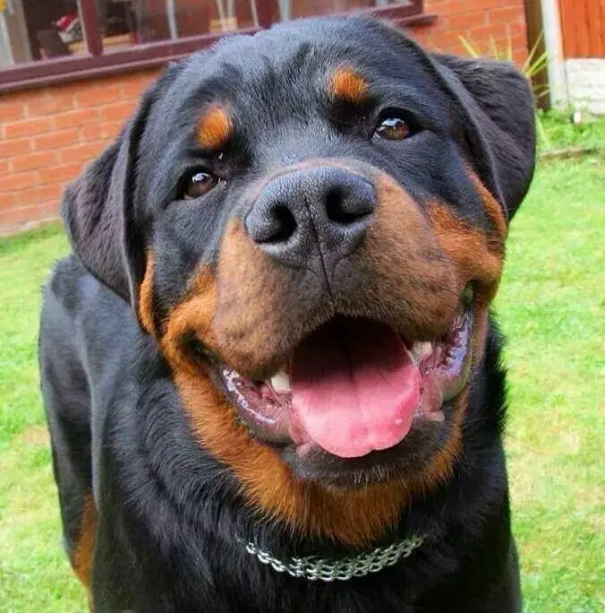 Rottweiler