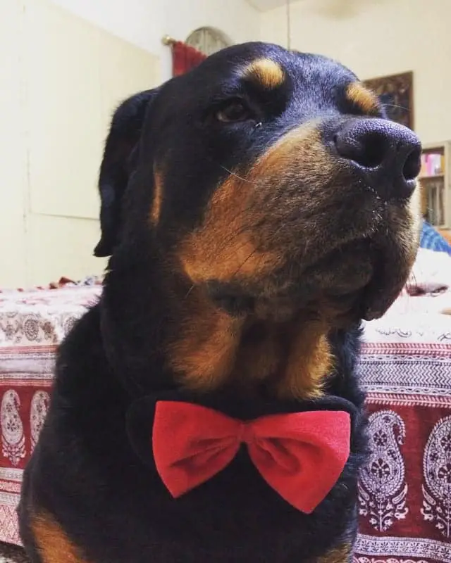 12 Photos Prove Rottweiler Is The Worst Dog Breed Ever