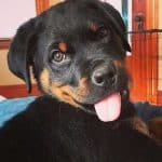 rottweiler-dog-tongue-out