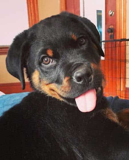 12 Photos Prove Rottweiler Is The Worst Dog Breed Ever