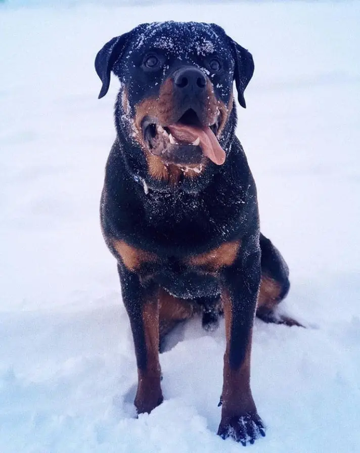 12 Photos Prove Rottweiler Is The Worst Dog Breed Ever