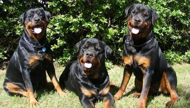 19 Reasons Why Rottweilers Can Change Your Life 11 Rottweilers Can Change Your Life