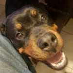 rottweiler-face
