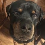 rottweiler-face-closeup