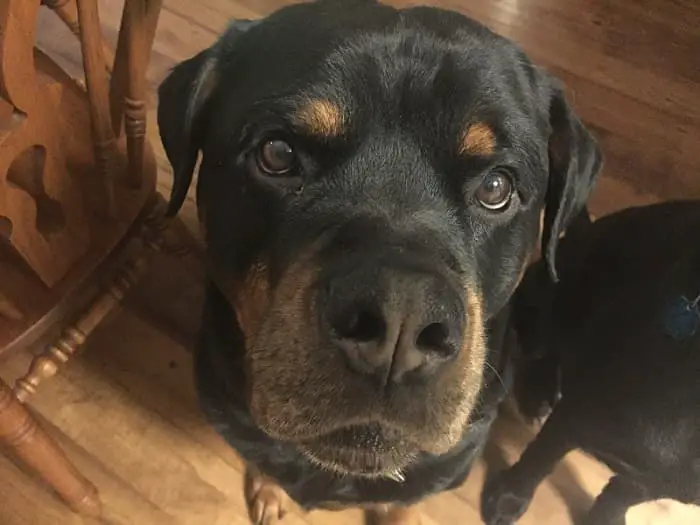 14 Signs Prove Rottweilers Are Plotting Your Murder