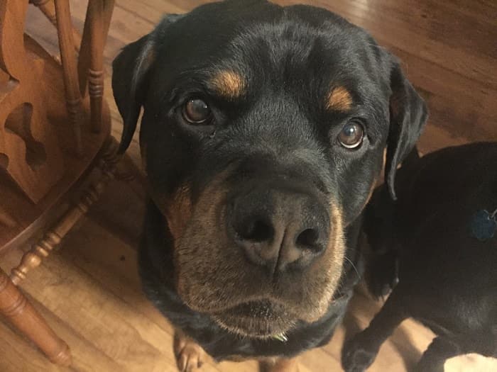 14 Signs Prove Rottweilers Are Plotting Your Murder 9 14 Signs Prove Rottweilers Are Plotting Your Murder