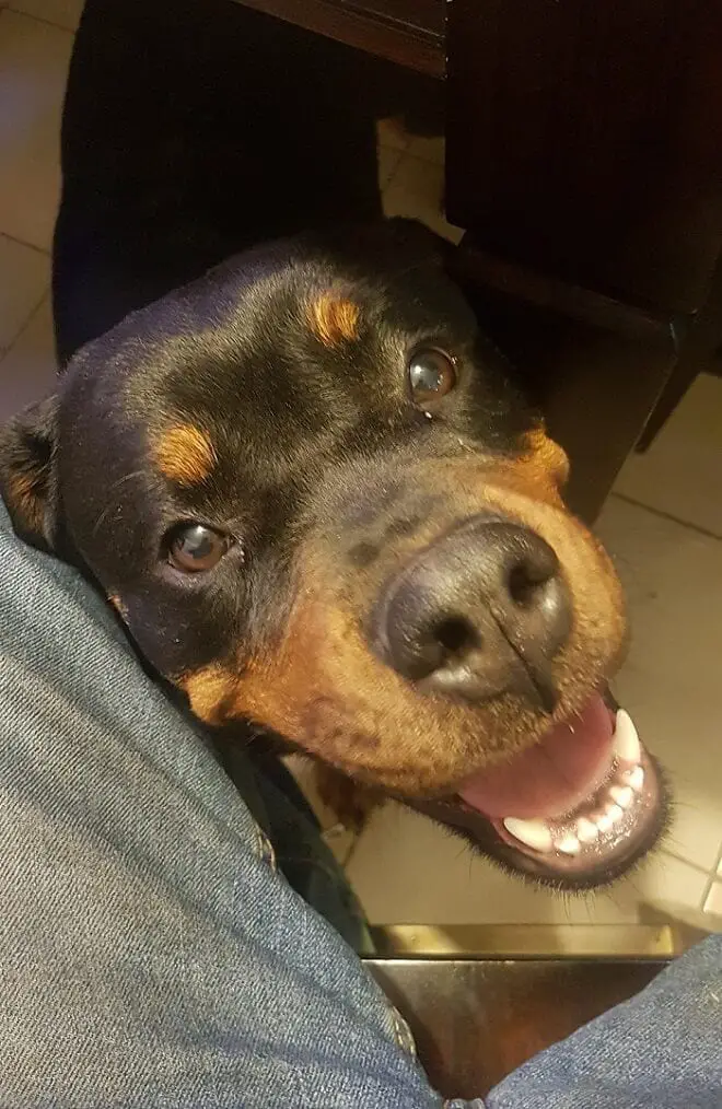 Rottweilers are plotting your murder, rottweilers