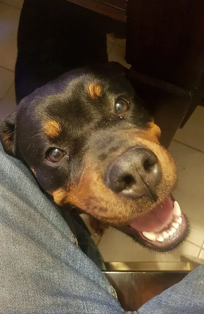 14 Signs Prove Rottweilers Are Plotting Your Murder 8 Rottweilers are plotting your murder, rottweilers