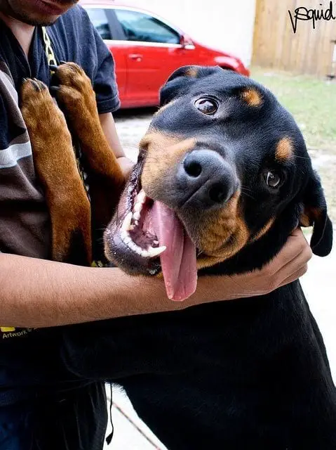 12 Signs You Are Crazy About Rottweilers