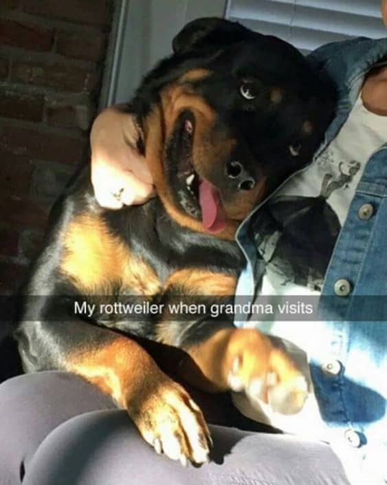 14 Reasons Why You Have To Avoid Getting A Rottweiler 5 Happy rottweiler