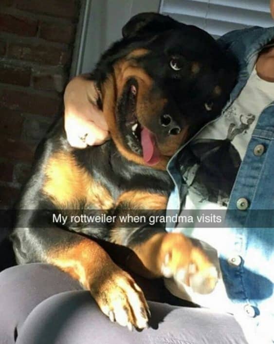 Happy rottweiler