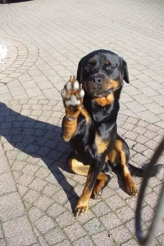 12 Signs You Are Crazy About Rottweilers