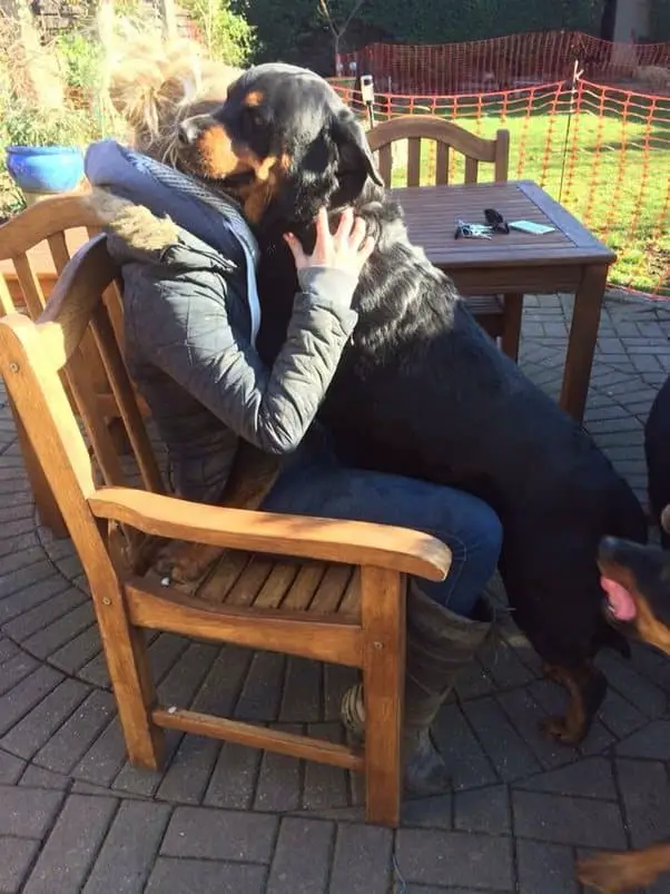 Rottweiler hugs owner