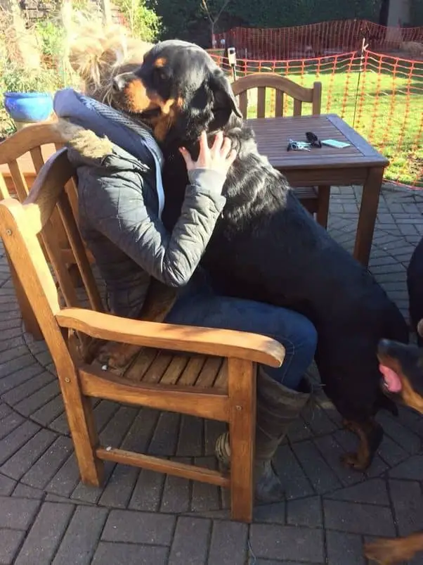 14 Reasons Why You Have To Avoid Getting A Rottweiler 3 Rottweiler hugs owner
