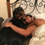 rottweiler-in-bed