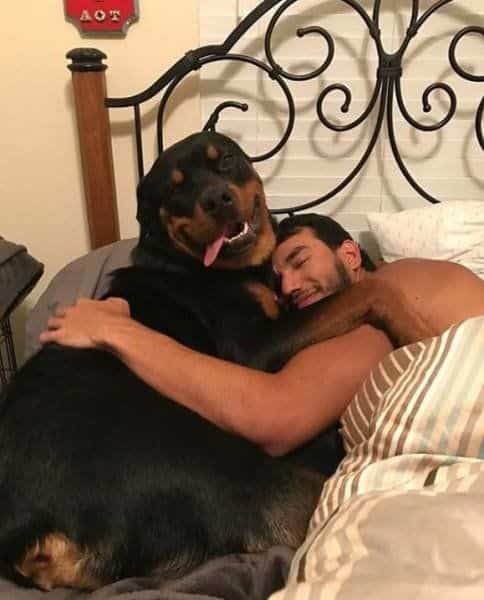 14 Reasons Why You Have To Avoid Getting A Rottweiler 2 Rottweiler cuddling