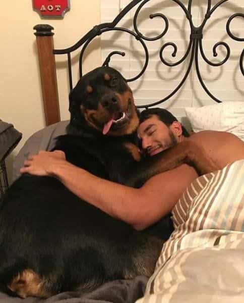 Rottweiler cuddling