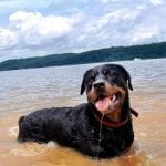 rottweiler-in-water