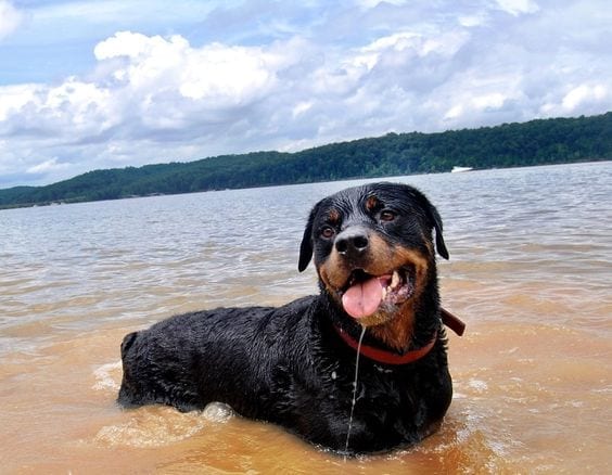 Rottweiler In Water