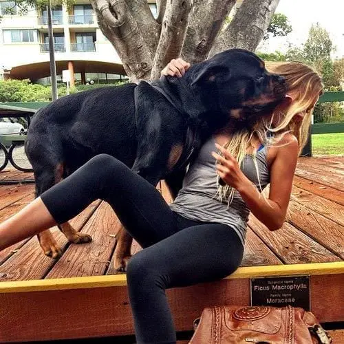14 Signs Prove Rottweilers Are Plotting Your Murder 6 14 Signs Prove Rottweilers Are Plotting Your Murder