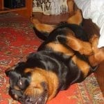 rottweiler-nap