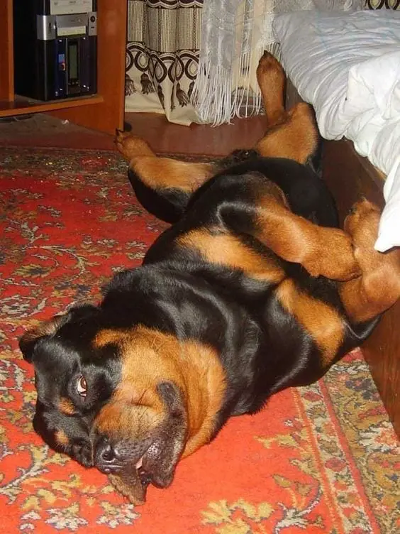 Rottweiler nap