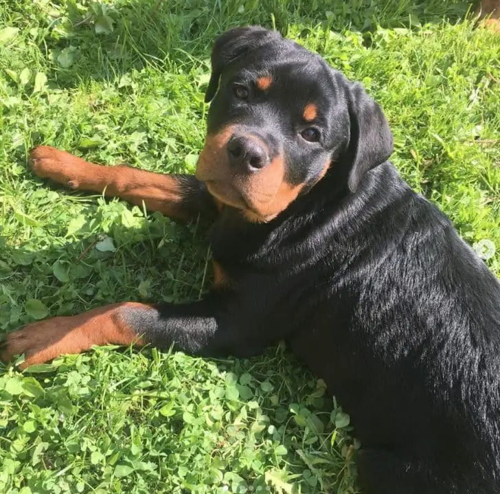 12 Photos Prove Rottweiler Is The Worst Dog Breed Ever