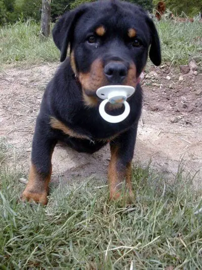 12 Signs You Are Crazy About Rottweilers